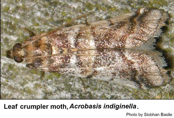 Leaf crumpler moth